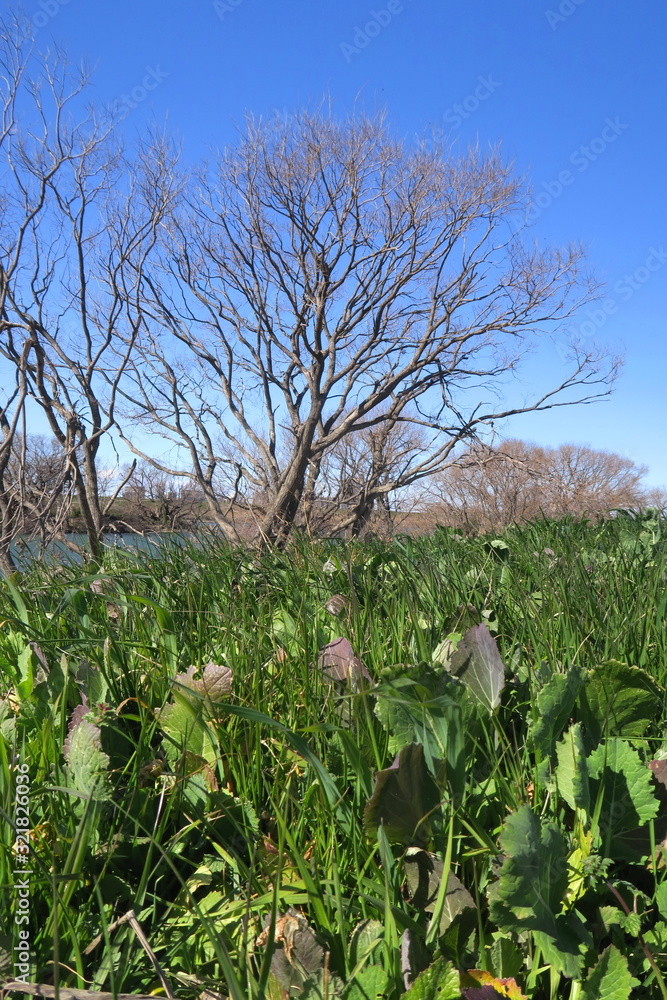 枯れ木と若草のある早春の江戸川河川敷風景