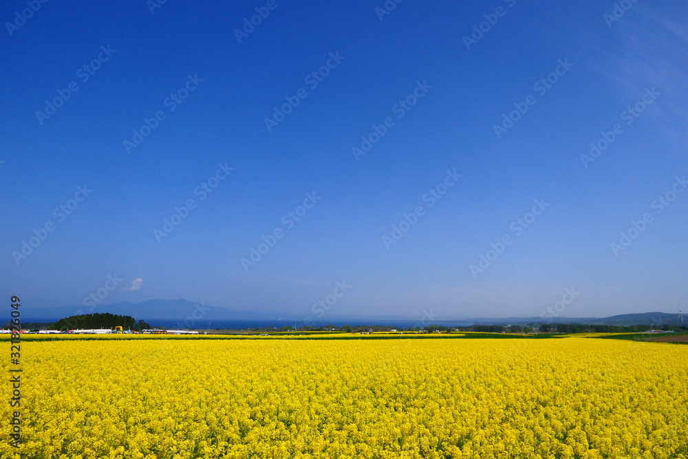 Obraz premium 日本の絶景、菜の花畑。横浜、青森、日本。５月中旬。
