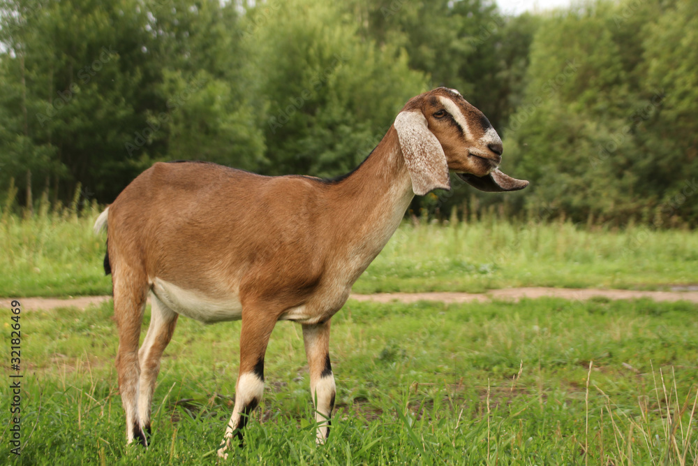 Nubian brown goat free-range breed of African descent on the street among green grass and trees