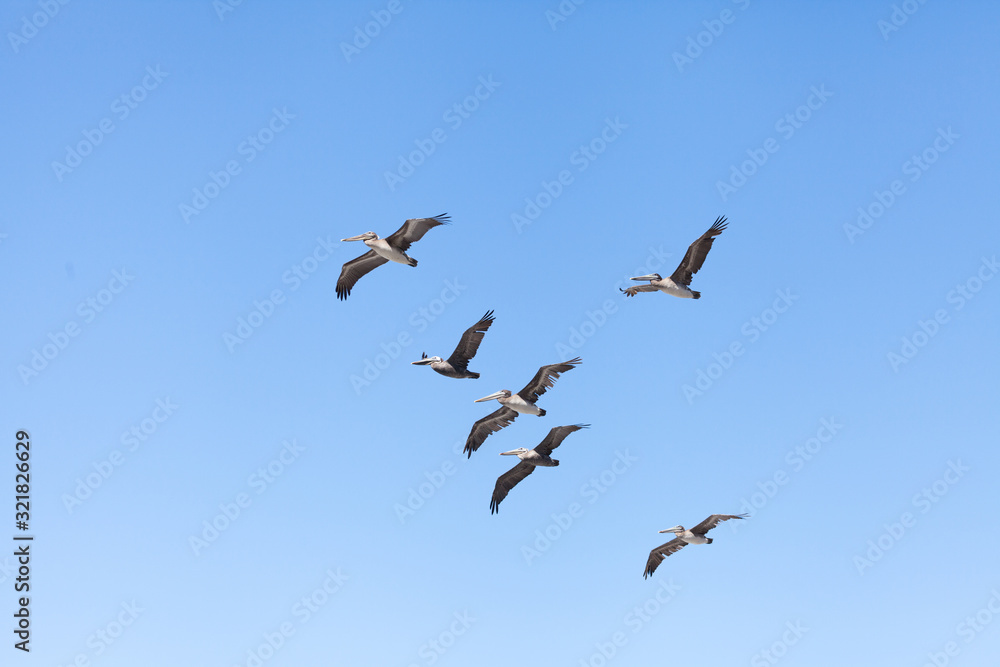 Gruppe von braunen Pelikanen 