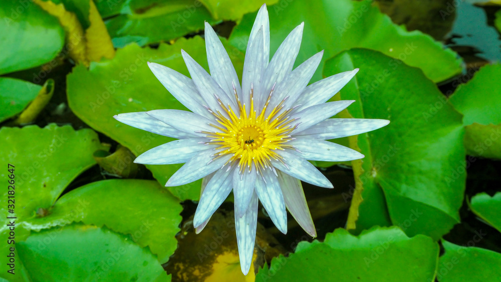 A lotus flower blooming in the pond A lotus flower blooming in the pond