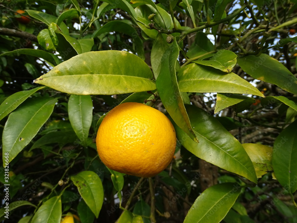 MANDARINA, CÍTRICO NARANJA. FRUTAS MADURAS EN EL ÁRBOL DE CERCA. MANDARINA, CÍTRICO NARANJA. FRUTAS MADURAS EN EL ÁRBOL DE CERCA.