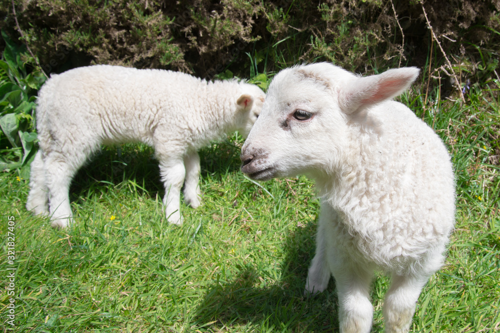 Portrait of two young lambs grazing in rural Ireland. Portrait of two young lambs grazing in rural Ireland.