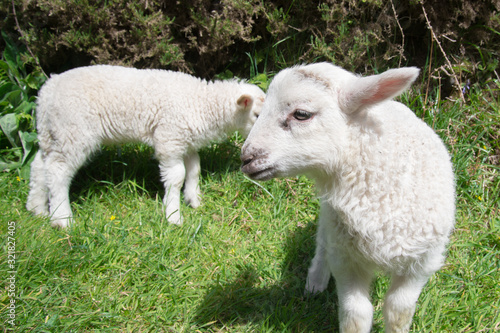 Portrait of two young lambs grazing in rural Ireland.