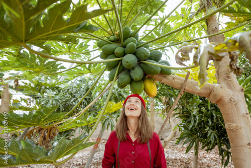 Portrait of a cheerful young woman standing under papaya tree with a large bunch of papayas fruits photo