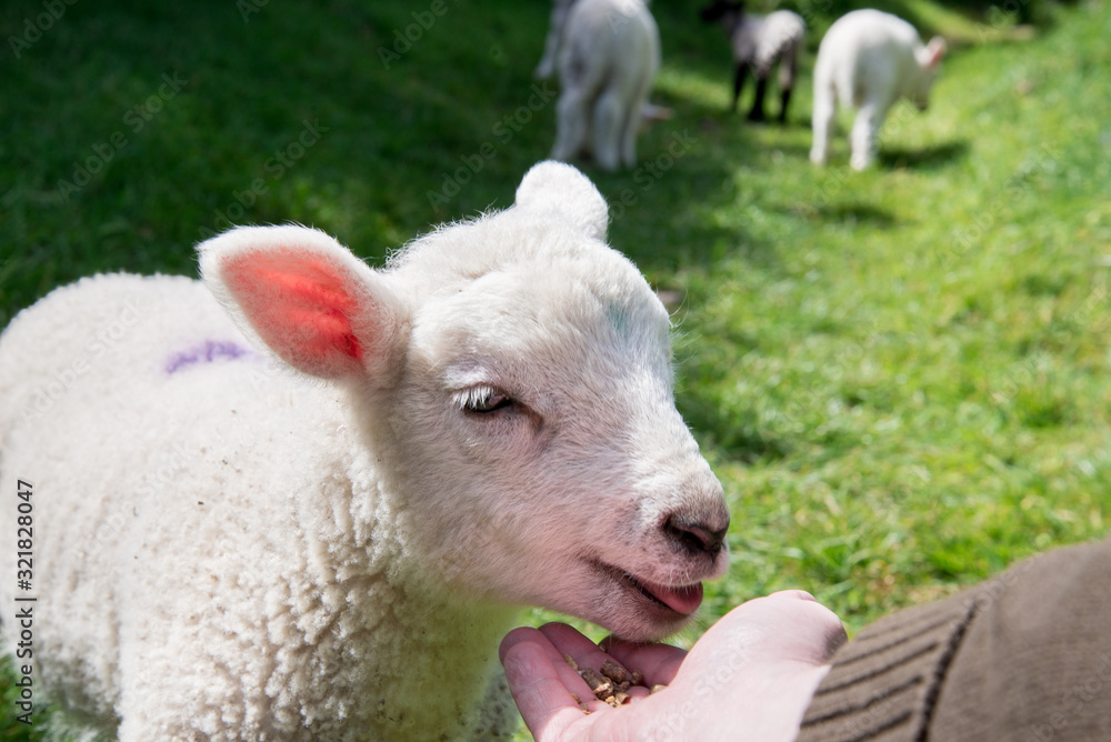 Fototapeta premium Hand feeding a young lamb (#4), close-up view, with three more lambs walking away in the background in rural Ireland.
