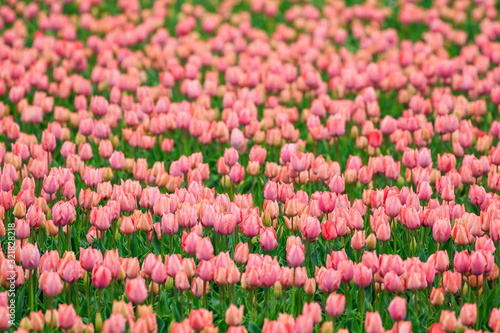 colorful Tulips in Japan Toyama © 茉利生 佐藤