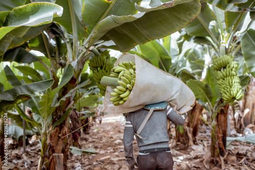 Workers delivering cutted banana bunches wrapped in protective film to the truck, harvesting on the plantation