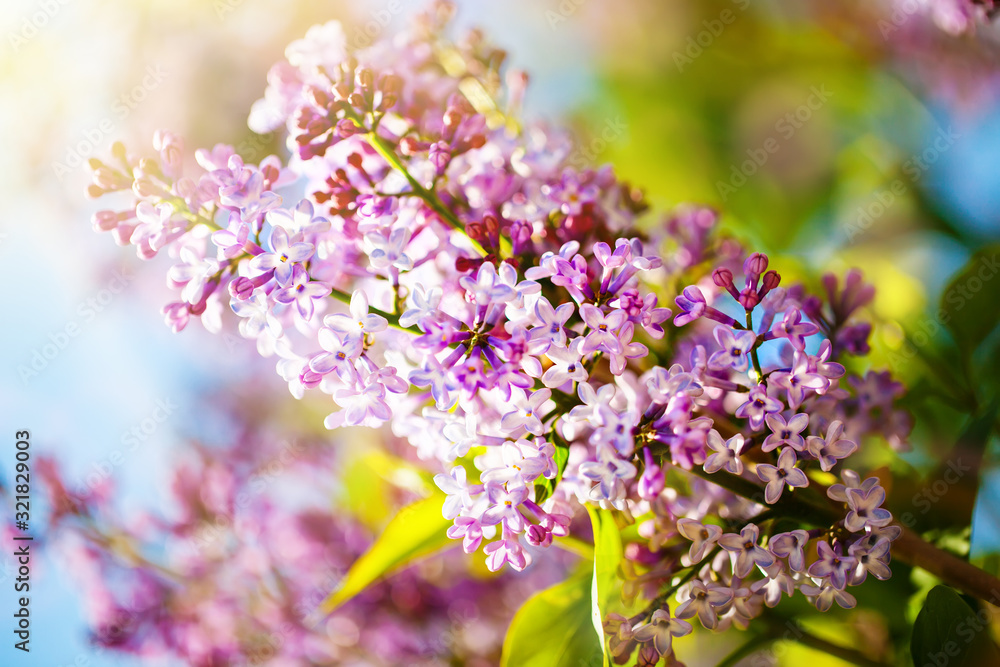 Lilac flowers bloom in the spring. Spring blooming, Abstract background. Banner. Selective focus. Lilac flowers bloom in the spring. Spring blooming, Abstract background. Banner. Selective focus.