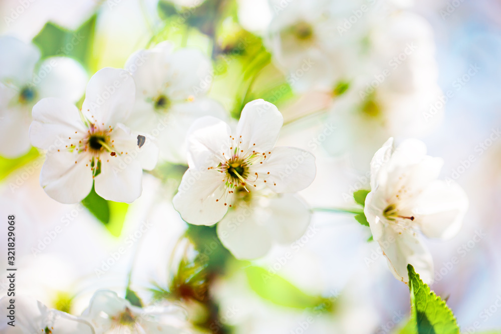 Pink flowers blooming peach tree at spring. Spring blooming, Abstract background. Banner. Selective focus. Pink flowers blooming peach tree at spring. Spring blooming, Abstract background. Banner. Selective focus.