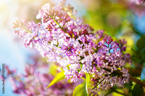 Lilac flowers bloom in the spring. Spring blooming, Abstract background. Banner. Selective focus. © Anna