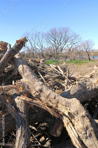 河川敷工事で伐採された樹のある早春の河川敷風景