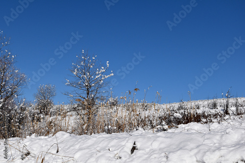 Dead wood and shrubs grow in a snowy field. The field is snowy, the blue sky is dry grass.