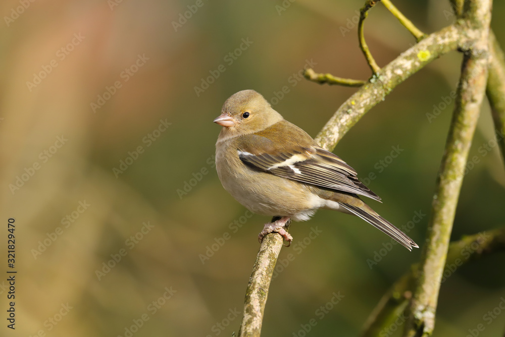Close up of female Chaffinch (Fringilla coelebs).  Taken at my local nature reserve in Cardiff, Wales, UK