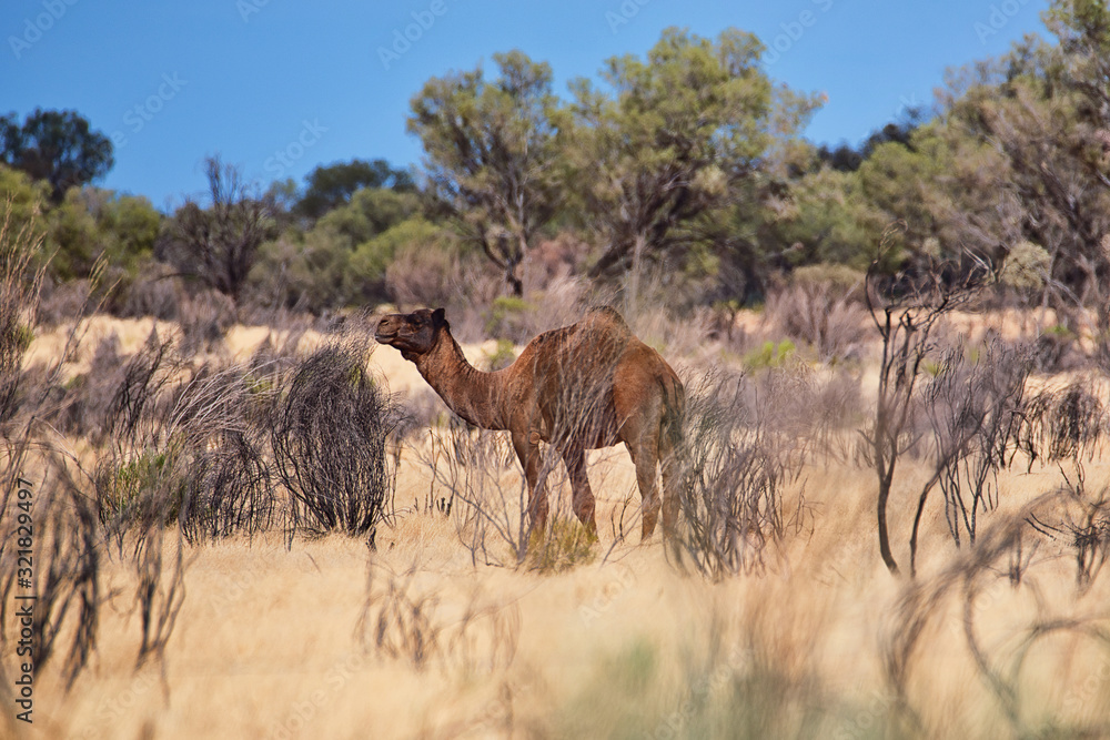 Dromedar, Australien, Busch, Down under, Wildlife Dromedar, Australien, Busch, Down under, Wildlife