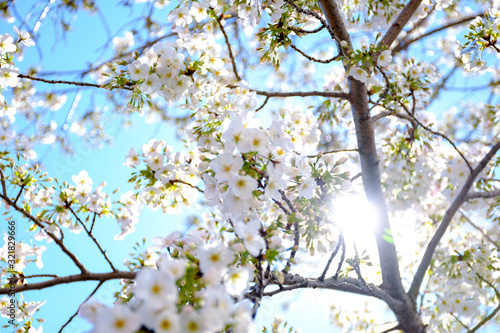 tree in blossom