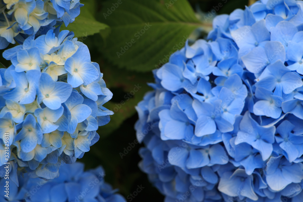 hydrangea flowers in Japan Toyama hydrangea flowers in Japan Toyama