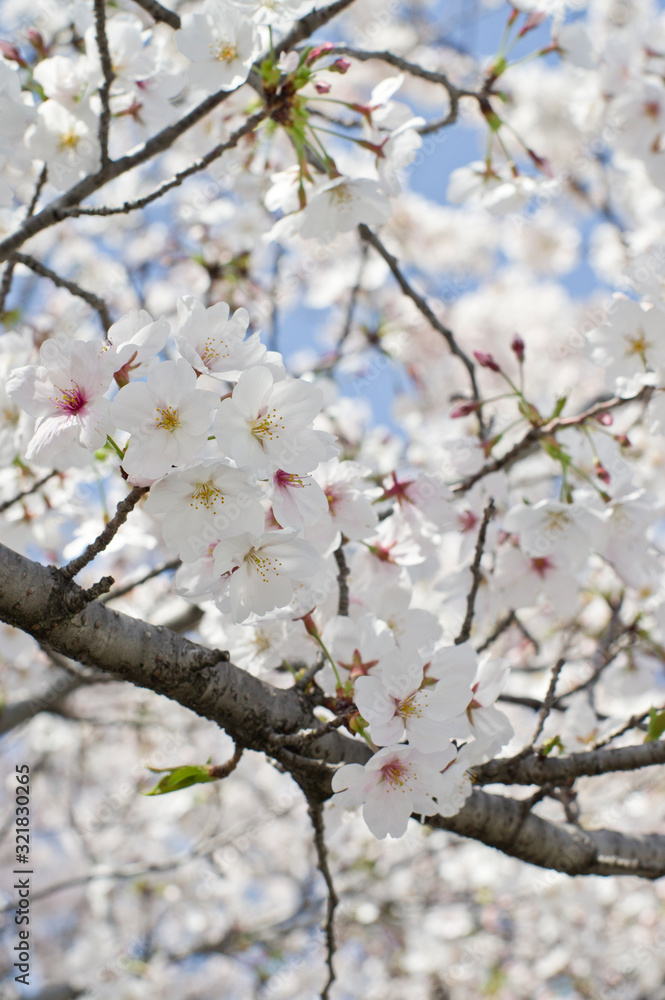 Scientific name is Cerasus ×yedoensis (Matsum.) Masam. & Suzuki ‘Somei-yoshino. Scientific name is Cerasus ×yedoensis (Matsum.) Masam. & Suzuki ‘Somei-yoshino.