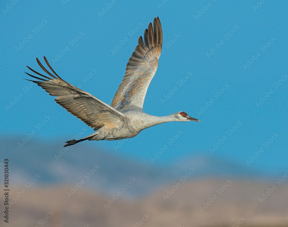 Obraz premium Sandhill Crane in flight