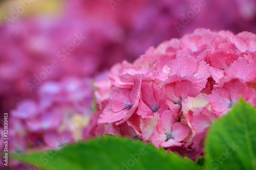 hydrangea flowers in Japan Toyama