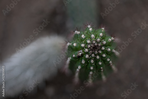 The Echinopsis thelegona cactus photo