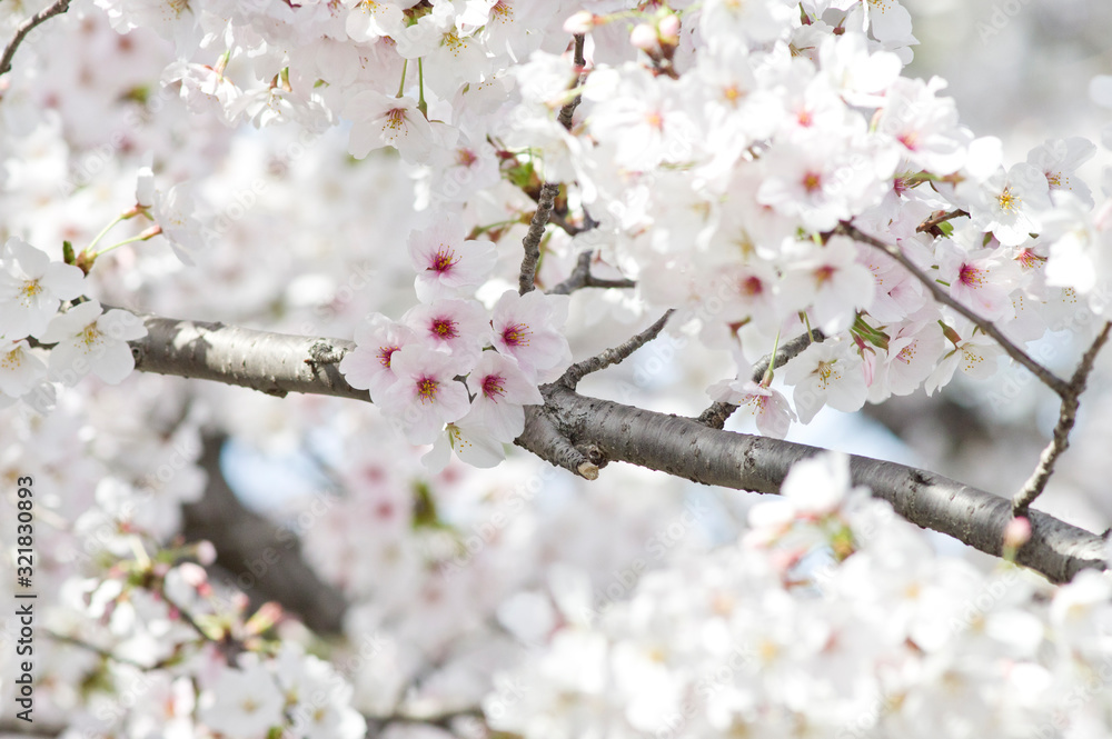 Scientific name is Cerasus ×yedoensis (Matsum.) Masam. & Suzuki ‘Somei-yoshino. Scientific name is Cerasus ×yedoensis (Matsum.) Masam. & Suzuki ‘Somei-yoshino.