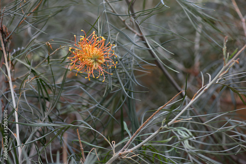 The Gevillea cultivar photo