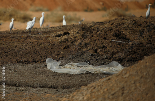 white birds in desert