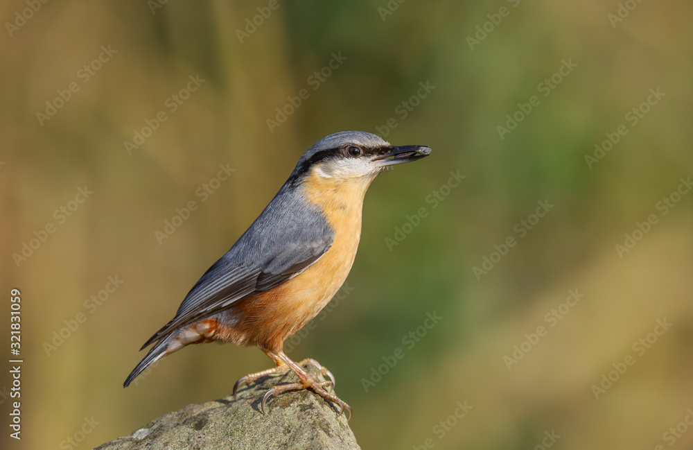 Close up of a Nuthatch (Sitta Europaea). Taken at my local nature reserve in Cardiff, Wales, UK Close up of a Nuthatch (Sitta Europaea). Taken at my local nature reserve in Cardiff, Wales, UK