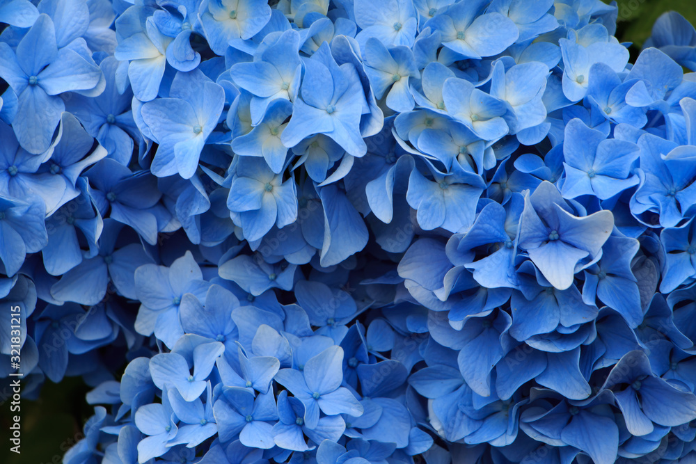 hydrangea flowers in Japan Toyama hydrangea flowers in Japan Toyama