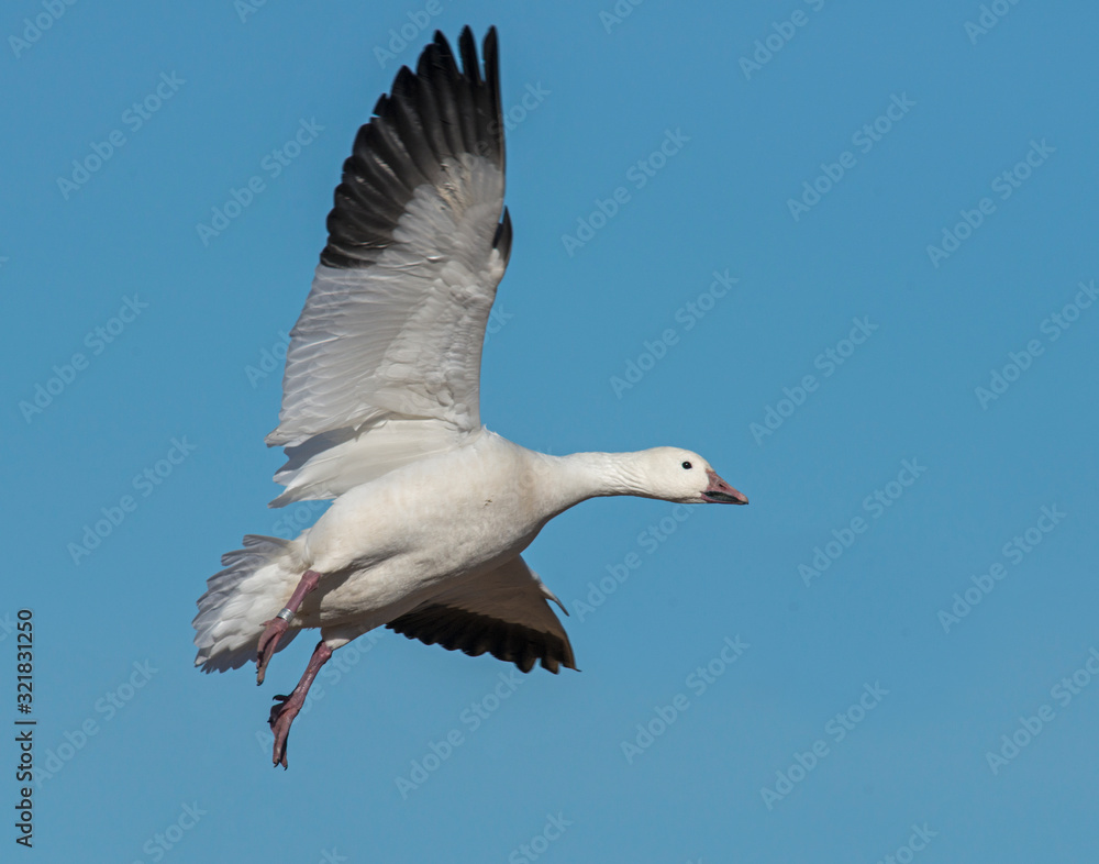 Fototapeta premium Snow Goose in flight