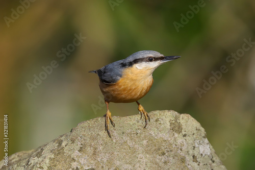 Close up of a Nuthatch (Sitta Europaea).  Taken at my local nature reserve in Cardiff, Wales, UK