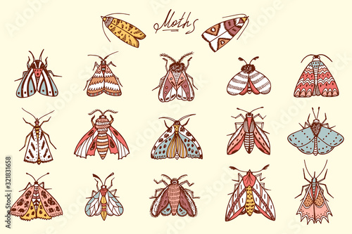 Butterflies. Moths. Hand drawn doodle moth vector set. Night butterflies.
