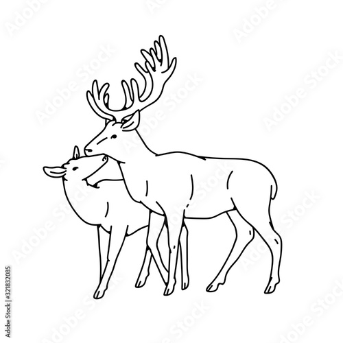Wild deer love couple female and male buck with branched horns vector outline black white sketch illustration.