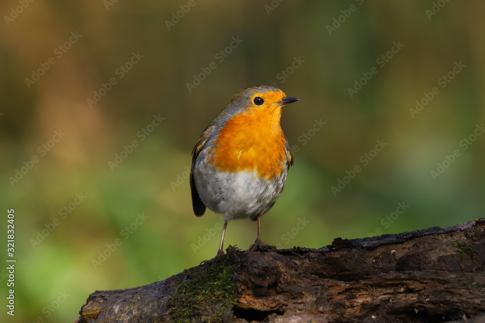robin, redbreast, erithacus rubecula, bird, uk, adult, animal, avian, beak, beautiful, branch, britain, british, brown, christmas, close up, close-up, colorful, countryside, cute, daytime, eurasian, e robin, redbreast, erithacus rubecula, bird, uk, adult, animal, avian, beak, beautiful, branch, britain, british, brown, christmas, close up, close-up, colorful, countryside, cute, daytime, eurasian, e