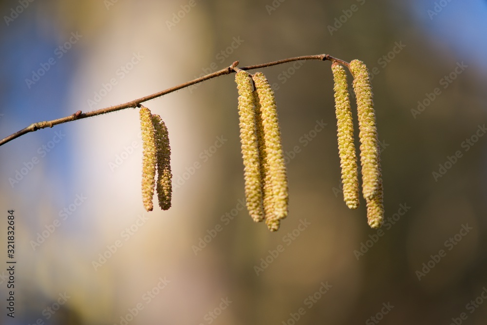 Naklejka premium Brown (or also amentum) is an inflorescence, where sessile flowers are crowded on a spindle.