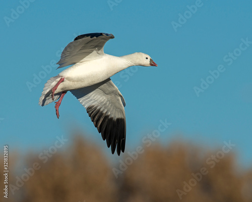 Snow Goose in flight © David McGowen