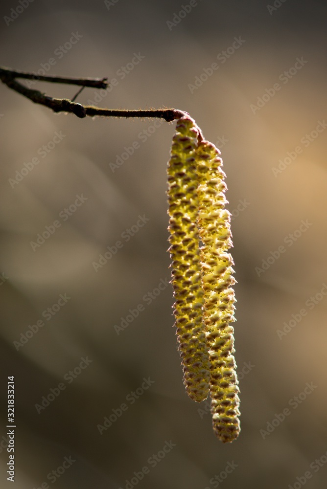 Brown (or also amentum) is an inflorescence, where sessile flowers are crowded on a spindle. Brown (or also amentum) is an inflorescence, where sessile flowers are crowded on a spindle.
