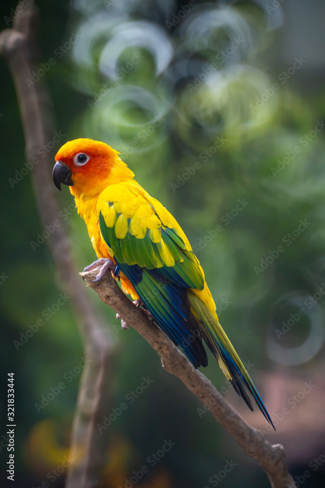Beautiful colorful Sun Conure parrot birds or Love Bird science name Aratinga solstitialis little parrot