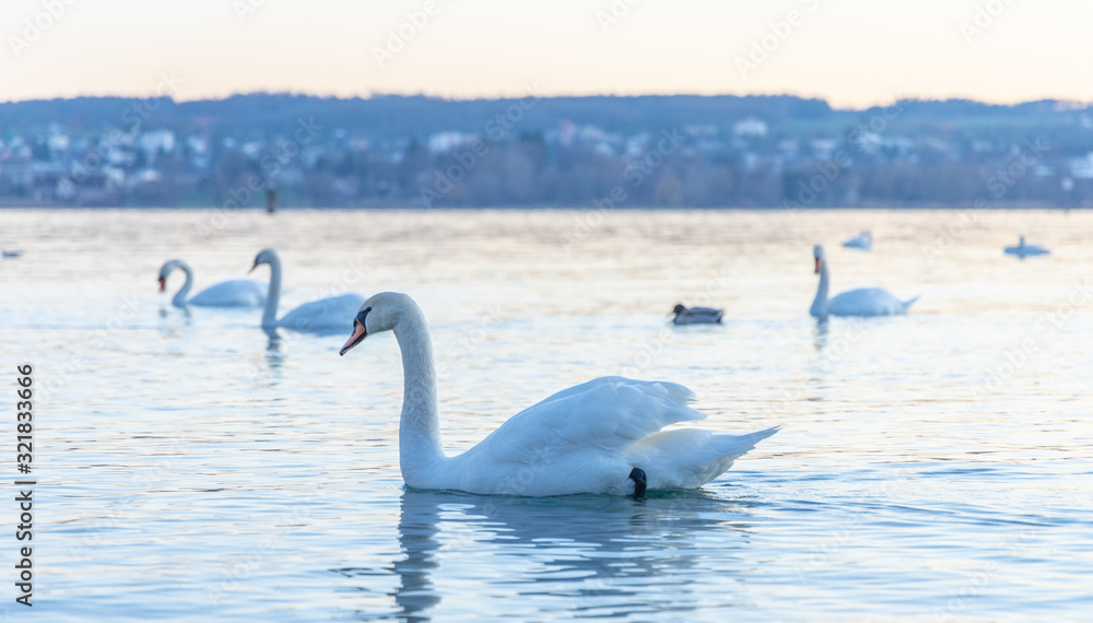 Fototapeta premium Schwan - Sonnenuntergang in Konstanz am Bodensee
