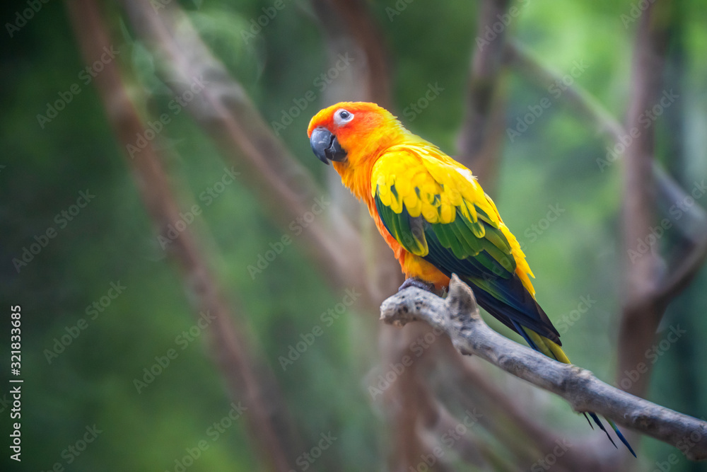 Beautiful colorful Sun Conure parrot birds or Love Bird science name Aratinga solstitialis little parrot