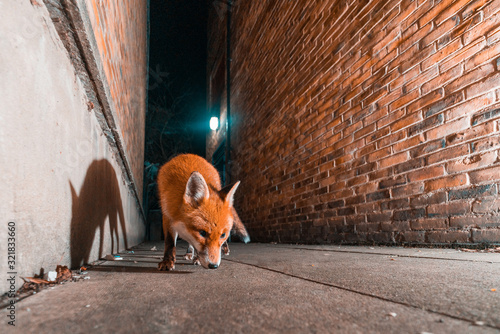 Photography Urban Fox London