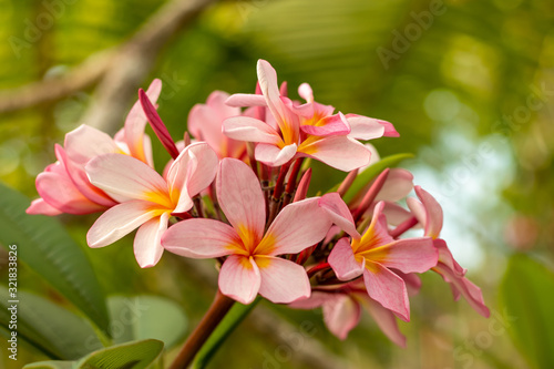 Close up of light pink Frangipani flowers. Blossom Plumeria flowers on green blurred background. Flower background for wedding decoration.