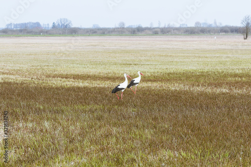 Signs of spring. Two storks walking in the meadow. © irena iris szewczyk