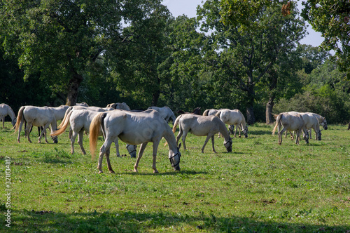 Lipizzaner horses grazing on Lipica pasture, group of beautiful animal from famous horse breeding