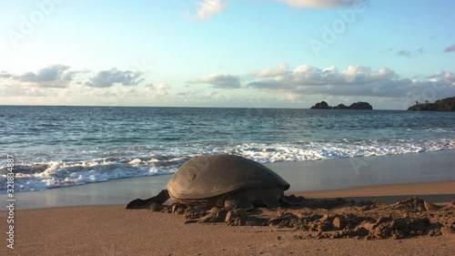 Adult green tortoise walking on sand and into the waves during golden hour in Lianiakea Beach, Hawaii photo