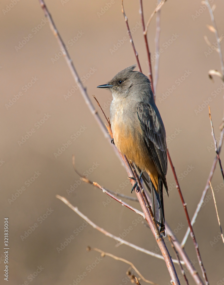 Fototapeta premium Phoebe
