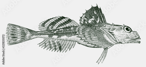Longhorn sculpin, myoxocephalus octodecemspinosus, a fish from the northwest Atlantic Ocean in side view