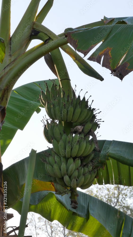 Fototapeta premium Large group of green bananas