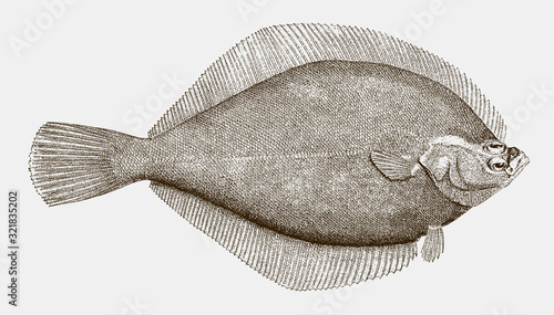 Yellowtail flounder limanda ferruginea, a food fish from the northwest atlantic ocean in side view